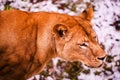 Beautiful Mighty Lioness Royalty Free Stock Photo