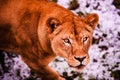 Beautiful Mighty Lioness Royalty Free Stock Photo