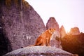 Beautiful Mighty Lioness Royalty Free Stock Photo