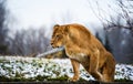 Beautiful Mighty Lioness Royalty Free Stock Photo