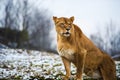 Beautiful Mighty Lioness Royalty Free Stock Photo