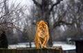 Beautiful Mighty Lioness Royalty Free Stock Photo