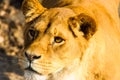 Beautiful Mighty Lioness Royalty Free Stock Photo