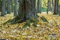 Beautiful mighty maple tree trunk with great fleeced with moss roots. Beautiful nature scene at fall season