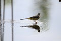 A beautiful migrant bird watching the beauty of Sri Lanka.