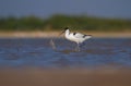 Beautiful migratory bird pied avocet in blue water and green background