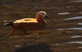 beautiful migratory bird ruddy shelduck or brahminy duck (tadorna ferruginea) swimming in chupi lake Royalty Free Stock Photo