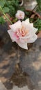 Beautiful Mild pink rose flower in garden