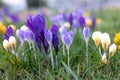 Beautiful mild violet, light blue sunny crocuses blooming in the city park