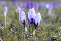 Beautiful mild violet, light blue sunny crocuses blooming in the city park Royalty Free Stock Photo