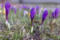 Beautiful mild violet, light blue sunny crocuses blooming in the city park