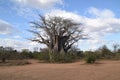 Beautiful millennial tree in Kruger National Park Southafrica Royalty Free Stock Photo