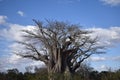 Beautiful millennial tree in Kruger National Park Southafrica Royalty Free Stock Photo