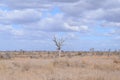 Beautiful millennial tree savanna in Kruger National Park Southafrica Royalty Free Stock Photo