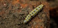 Beautiful millipedes and colorful body pattern.