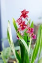 Beautiful miltonia orchid red colored on a window. Royalty Free Stock Photo