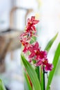 Beautiful miltonia orchid red colored on a window. Royalty Free Stock Photo