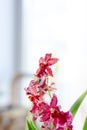 Beautiful miltonia orchid red colored on a window. Royalty Free Stock Photo