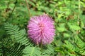 Mimosa pudica flower, closeup Royalty Free Stock Photo