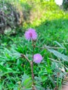 Beautiful Mimosa pudica flower or sensitive plant grow in the middle of a bush or grass Royalty Free Stock Photo