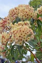 Beautiful mimosa tree in bloom Royalty Free Stock Photo