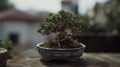 Beautiful mini bonsai plant display in a ceramic pot outdoor porch