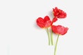 beautiful mini bouquet of red Tulip flowers. Royalty Free Stock Photo