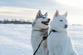 beautiful mini huskys posing together at frozen snow at sunset. winter
