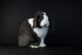 Blue Eyed Lop-Eared Bunny Side Profile