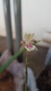 beautiful mini orchid