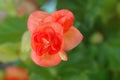 Beautiful mini pink roses