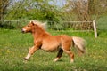 A beautiful mini shetland pony looks like a haflinger horse is running on the paddock Royalty Free Stock Photo