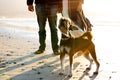 A beautiful Miniature Schnauzer dog on a beach. Walking with his owners.