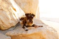 A beautiful Miniature Schnauzer dog lying on a rock at the beach