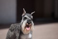 Zwergschnauzer dog Royalty Free Stock Photo