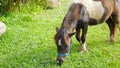 Beautiful miniature shetland breed pony grazing on summer meadow Royalty Free Stock Photo