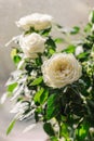 Beautiful miniature white Rose with flower blooming and green leaves. House plant with drops of water