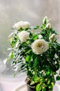 Beautiful miniature white Rose with flower blooming and green leaves. House plant with drops of water. Royalty Free Stock Photo