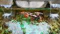 beautiful minimalist koi and golden fish pond with waterfall Royalty Free Stock Photo