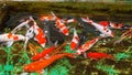 beautiful minimalist koi and golden fish pond with waterfall Royalty Free Stock Photo