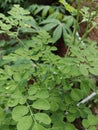 Beautiful moringa leaves after rain Royalty Free Stock Photo