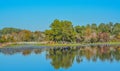 Beautiful mirror image of shoreline on Reed Bingham Lake in Adel, Colquitt County, Georgia Royalty Free Stock Photo