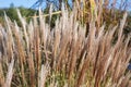 Beautiful Miscanthus sinensis plant on a sunny day in autumn