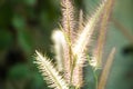 Beautiful mission grass in the morning, sunrise Royalty Free Stock Photo