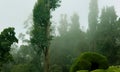 Beautiful mist in the kodaikanal chettiar park .