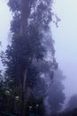 Beautiful mist in the kodaikanal tour place.