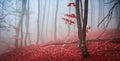 The misty autumn forest. Shallow depth of field Royalty Free Stock Photo