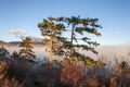 Beautiful misty autumn in the forest with pine trees, mountains and blue sky at sunset Royalty Free Stock Photo