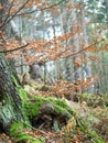 Beautiful misty autumn mossy forest Royalty Free Stock Photo