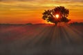 Beautiful misty landscape with a lone tree at sunset Royalty Free Stock Photo